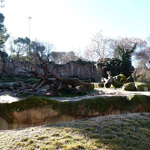 Eurasian brown bear exhibit -Zoo Aquarium de Madrid (2025)