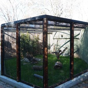 European mink exhibit -Zoo Aquarium de Madrid (2025)