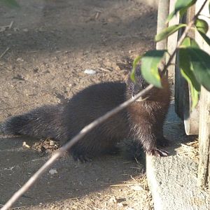 European mink -Zoo Aquarium de Madrid (2025)