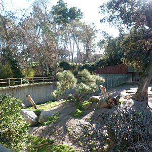 Wolf exhibit -Zoo Aquarium de Madrid (2025)