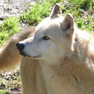 Wolf -Zoo Aquarium de Madrid (2025)