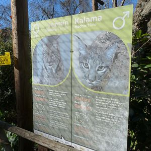 Iberian lynx signs -Zoo Aquarium de Madrid (2025)