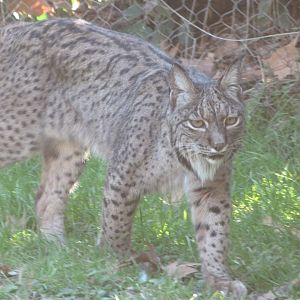 Iberian lynx -Zoo Aquarium de Madrid (2025)