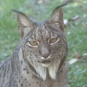 Iberian lynx -Zoo Aquarium de Madrid (2025)