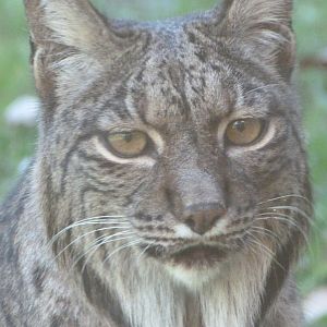 Iberian lynx -Zoo Aquarium de Madrid (2025)