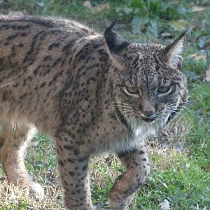 Iberian lynx -Zoo Aquarium de Madrid (2025)