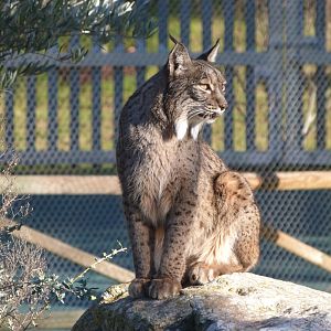 Iberian lynx -Zoo Aquarium de Madrid (2025)