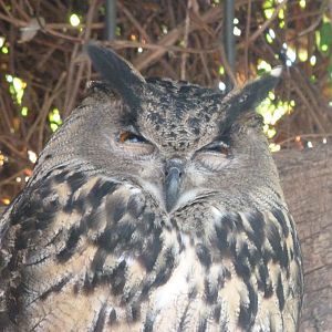 Iberian eagle-owl exhibit -Zoo Aquarium de Madrid (2025)