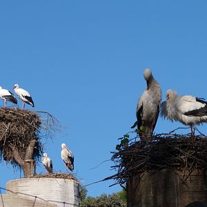 Nesting european white storks -Zoo Aquarium de Madrid (2025)