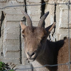 South-east Iberian ibex -Zoo Aquarium de Madrid (2025)
