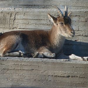 South-east Iberian ibex -Zoo Aquarium de Madrid (2025)