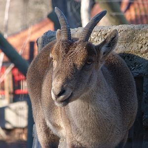 South-east Iberian ibex -Zoo Aquarium de Madrid (2025)