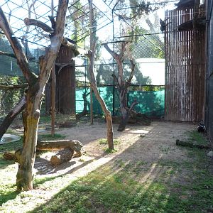 Iberian imperial eagle exhibit -Zoo Aquarium de Madrid (2025)