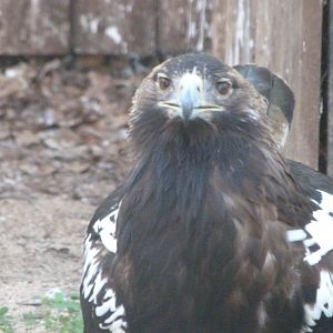 Iberian imperial eagle -Zoo Aquarium de Madrid (2025)