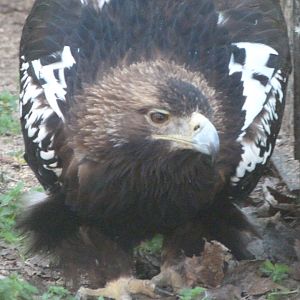 Iberian imperial eagle -Zoo Aquarium de Madrid (2025)