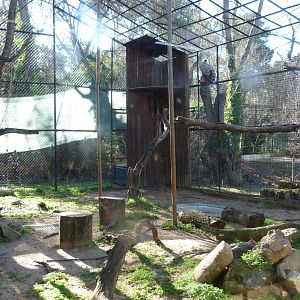 Western Eurasian griffon vulture exhibit -Zoo Aquarium de Madrid (2025)
