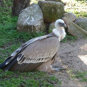 Western Eurasian griffon vulture -Zoo Aquarium de Madrid (2025)