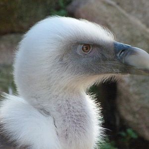 Western Eurasian griffon vulture -Zoo Aquarium de Madrid (2025)