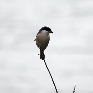 Long-tailed Shrike (Lanius schach)
