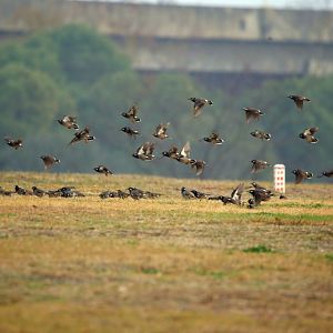White-cheeked Starling (Spodiopsar cineraceus)