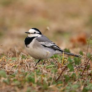 White Wagtail (Motacilla alba)