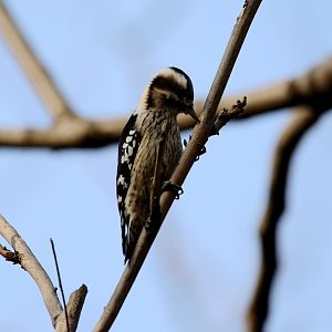 Grey-capped Woodpecker (Picoides canicapillus)