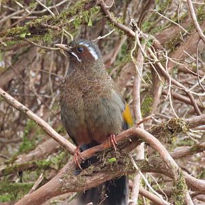 White-whiskered laughingthrush