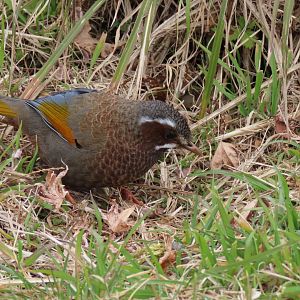 White-whiskered laughingthrush