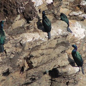 Pelagic Cormorants (Phalacrocorax pelagicus)