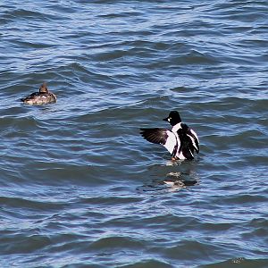 male Common Goldeneye (Bucephala clangula)