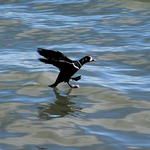 male Harlequin Duck (Histrionicus histrionicus)