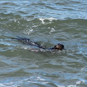 Sea Otter (Enhydris lutris lutris)
