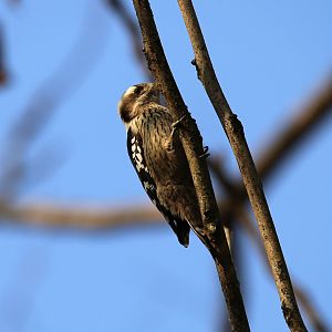 Grey-capped Woodpecker (Picoides canicapillus)