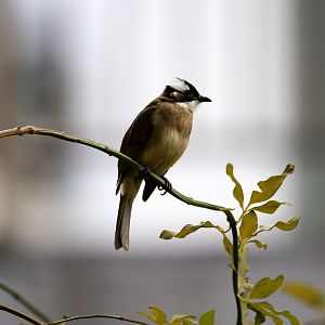 Light-vented Bulbul (Pycnonotus sinensis)