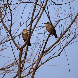 Red-billed Starling (Spodiopsar sericeus)
