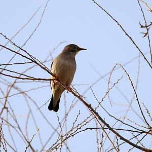 Red-billed Starling (Spodiopsar sericeus)