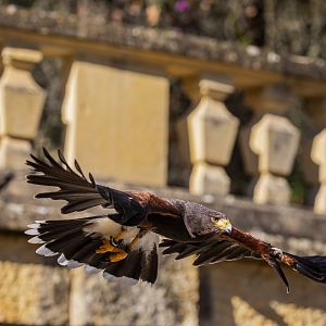 Harris's hawk (Parabuteo unicinctus)