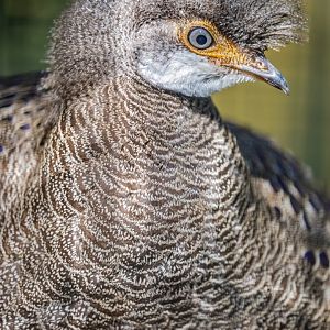 grey peacock-pheasant (Polyplectron bicalcaratum