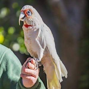 Long-billed corella (Cacatua tenuirostris)