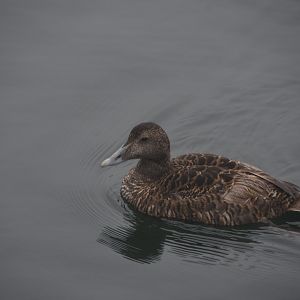 Common eider (Somateria mollissima)
