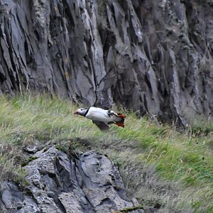 Atlantic puffin (Fratercula arctica)