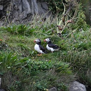 Atlantic puffin (Fratercula arctica)