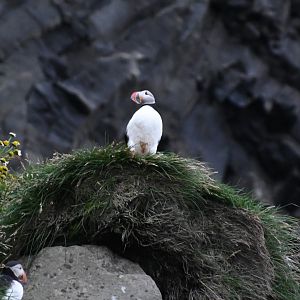 Atlantic puffin (Fratercula arctica)