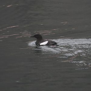 Black guillemot (Cepphus grylle)