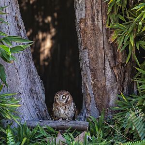 Tropical screech owl (Megascops choliba)