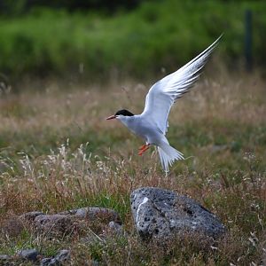 Arctic tern (Sterna paradisaea)