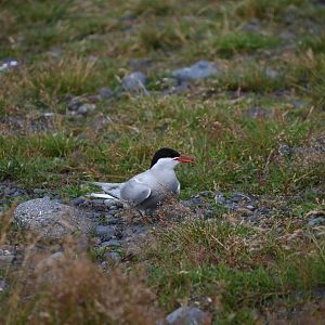 Arctic tern (Sterna paradisaea)