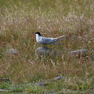 Arctic tern (Sterna paradisaea)