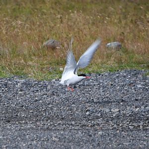 Arctic tern (Sterna paradisaea)