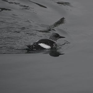 Black guillemot (Cepphus grylle)